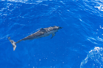 Fototapeta premium Spinner dolphin (Stenella longirostris) is a small dolphin found in off-shore tropical waters around the world. Lehua Channel between Lehua Island (Lehua Crater) and Niihau Island. Kauai County