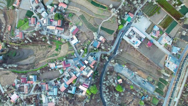 Drone view of white pear blossoms in village in spring in Jinchuan, Sichuan, China, beautiful white flowers in sunny morning, 4k real time footage, travel concept.