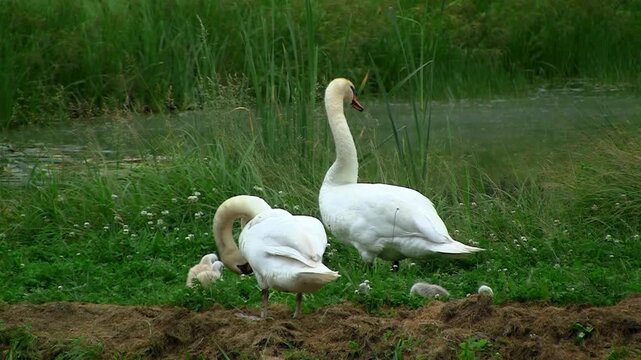 A family of white swans with cygnets resting on the grassy bank of a pond in the countryside