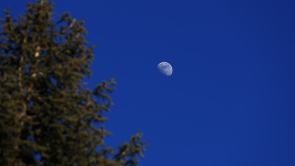 Fototapeta premium Waxing gibbous Moon with tree silhouettes on a daylight blue sky.