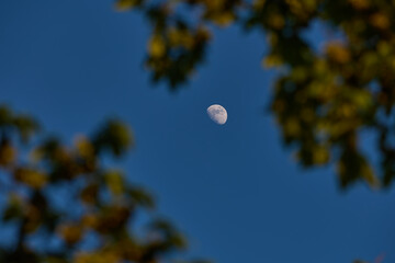 Fototapeta premium Waxing gibbous Moon with tree silhouettes on a daylight blue sky.