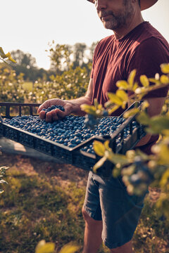 Farmer picking fresh blueberries on a farm.
