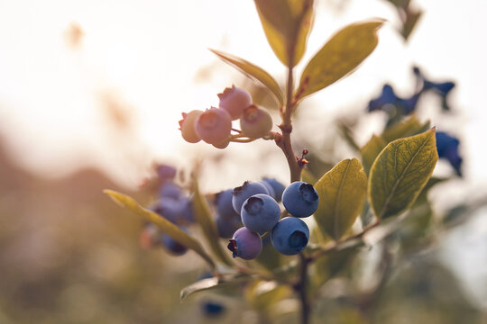 Fresh blueberries ready for seasonal picking on a farm.