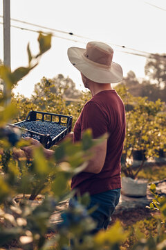 Farmer picking fresh blueberries on a farm.