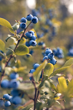 Fresh blueberries ready for seasonal picking on a farm.