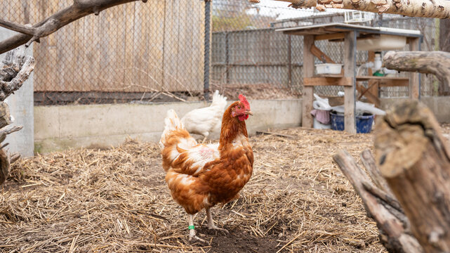 Brown hen standing in straw covered outdoor chicken pen