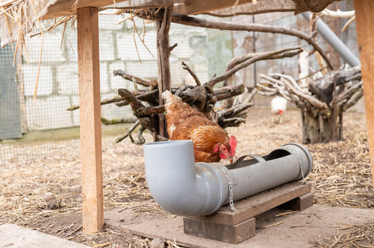 Brown hen pecking at pvc trough under wooden shelter in coop