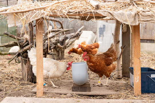 Free range chickens feeding under wooden shelter in coop