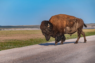 American Bison Grazing in Badlands National Park, South Dakota © CheriAlguire