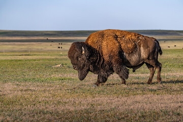 American Bison Grazing in Badlands National Park, South Dakota © CheriAlguire