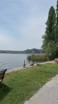 Ducks strolling through the park and eating grass outside the lake
