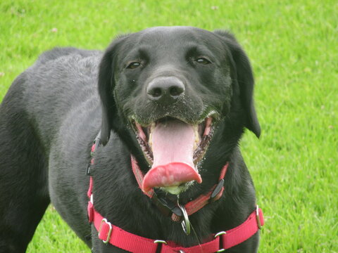 Playful Black Springador