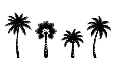 Fototapeta premium Palm Trees in a Row Each with Unique Shapes and Silhouettes Featuring Tropical, Nature, Plants with Tropical Plants and Beach Elements for Vacation