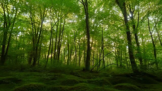 Lush green forest with sunlight filtering through the trees, creating a serene and tranquil atmosphere. Ideal for nature and relaxation themes