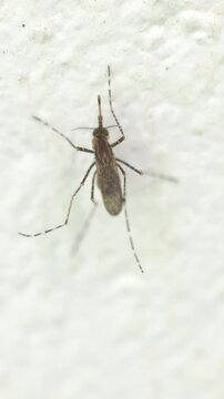mosquito the bug on a white background