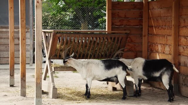 Goats Eating Hay at Wooden Feeder in Livestock Pen Static Shot