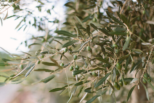 Green olives on branch with narrow leaves