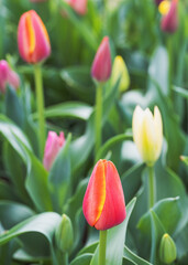 Fototapeta premium 庭の花壇に咲く色とりどりのチューリップ