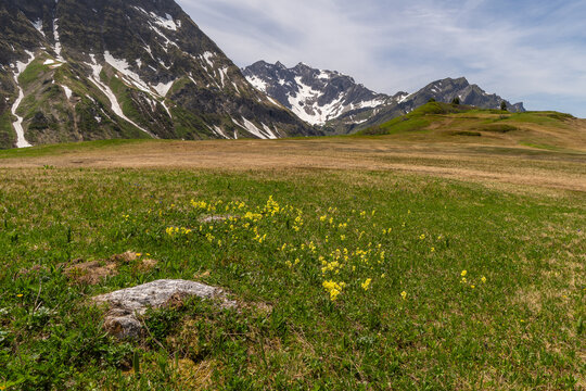 alpine pastureland, flowers in a meadow in spring in the Austrian Alps, springtime with flowered pasture between steep mountains with snow fields