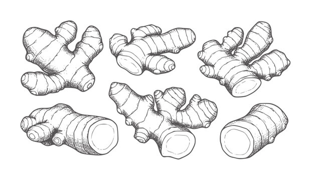 Hand drawn of six ginger roots in various orientations spice herb food