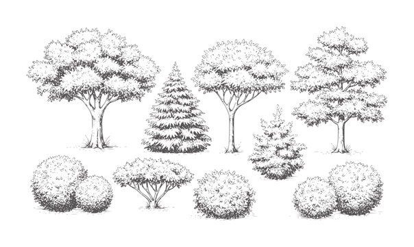 Hand drawn of various trees and bushes in black and white nature plant foliage