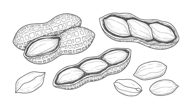 Hand drawn peanuts in shells and shelled kernels white legume food