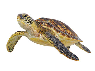 Sea turtle isolated on transparent background, a marine reptile with a brown shell © Kalana