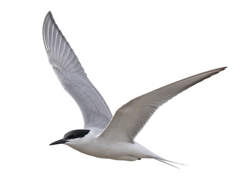 White bird with black head and beak in flight isolated on transparent background