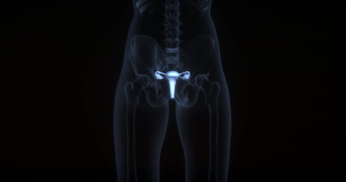 Female reproductive system in human body. X Ray. Loop