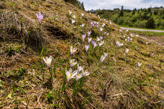beautiful purple white crocus on steep slope, crocuses in spring, the snow melts and the crocuses bloom on the fresh green meadow, winter is over, Crocus grows in the alps of Austria, Vorarlberg