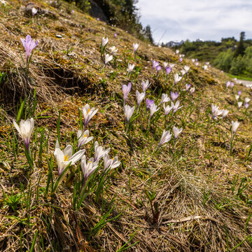 beautiful purple white crocus on steep slope, crocuses in spring, the snow melts and the crocuses bloom on the fresh green meadow, winter is over, Crocus grows in the alps of Austria, Vorarlberg
