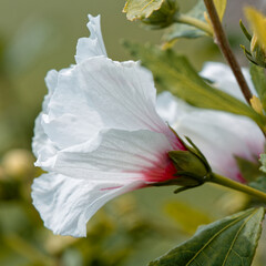 Hibiscus © Pascal Cointe
