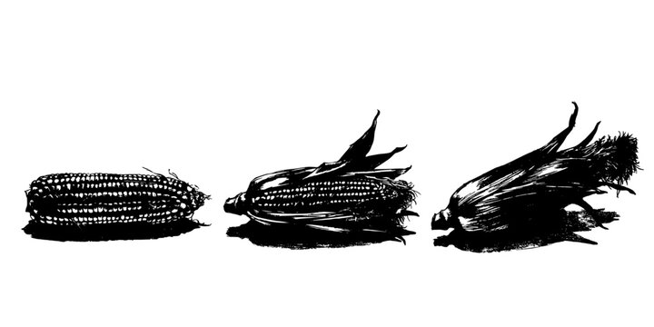 Corn Ears with Varying Textures in Black and White Illustration Featuring Texture, Agricultural, Plant with Grain and Food Elements for Harvest