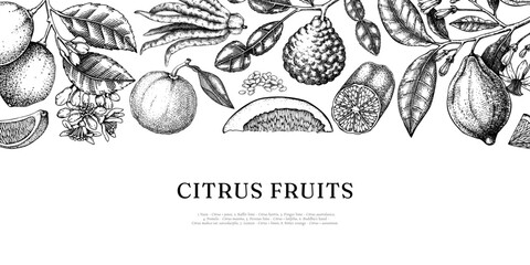 Obraz premium Citrus fruits background in engraving style. Hand drawn vector illustrations Vintage botanical banner design with exotic plants sketches. NOT AI generated