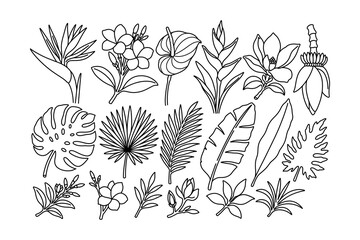 Tropical plants and foliage outline illustration design set for decoration. Exotic botanical line art doodle element design pack for and merch. Jungle leaves and flowers, Tropical flora assortment © salzcreative
