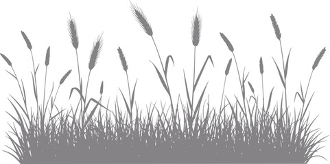 Silhouette of tall grass and wheat stalks against a white background © Mohammad
