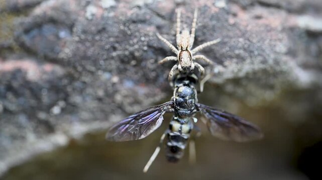 Wildlife video showing a Grey Wall Jumping Spider capturing a bee on a natural outdoor surface.