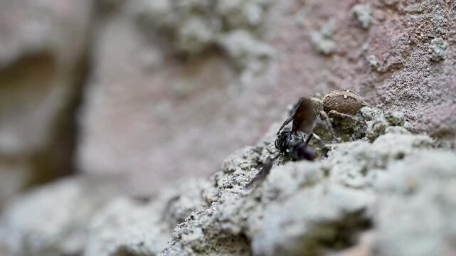 Macro wildlife footage capturing Plexippus Paykulli after successfully hunting a bee and moving away from its prey.