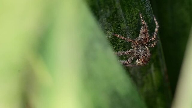 Nature clip featuring a jumping spider exploring a snake plant while displaying natural behavior.
