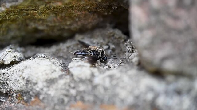 Macro wildlife footage capturing a Grey Wall Jumping Spider hunting and attacking a large bee in its natural habitat.