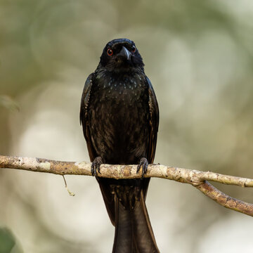 Black drongo bird with red eyes perched on a bare branch in natural habitat