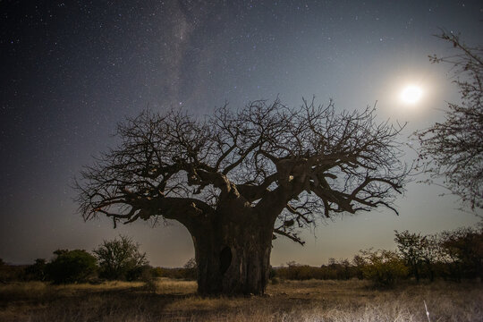Ancient baobab tree under starlit sky at night