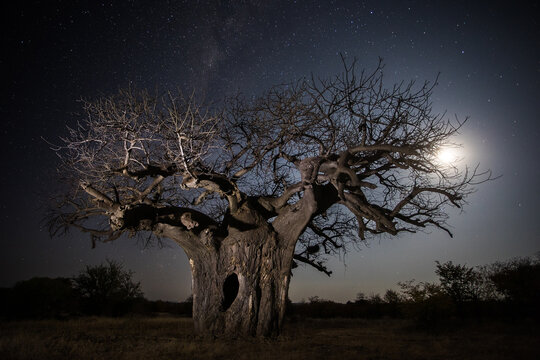 Ancient baobab tree under starry night sky