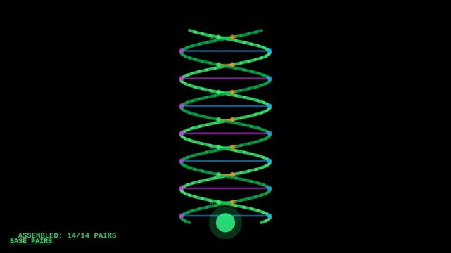 Green base pair HUD build animation with DNA assembly overlay for genetics education