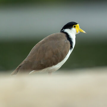 Profile view of masked lapwing standing alone against a smooth blurred green background