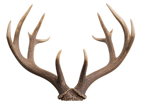 Large brown deer antlers isolated on transparent background, detailed texture and natural color