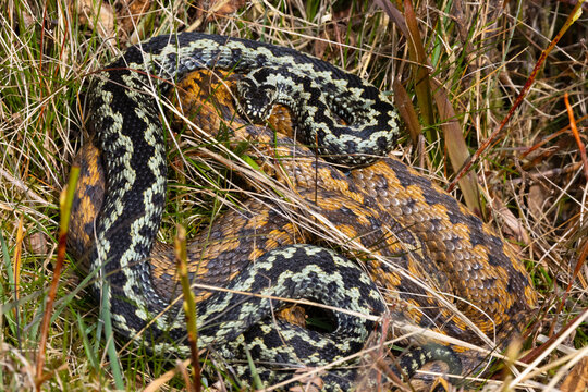 Adders Mating in moorland during Spring, Weardale, County Durham, England, UK.