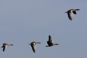 Greylag geese in flight on a sunny spring day. England, UK. © Colin Ward