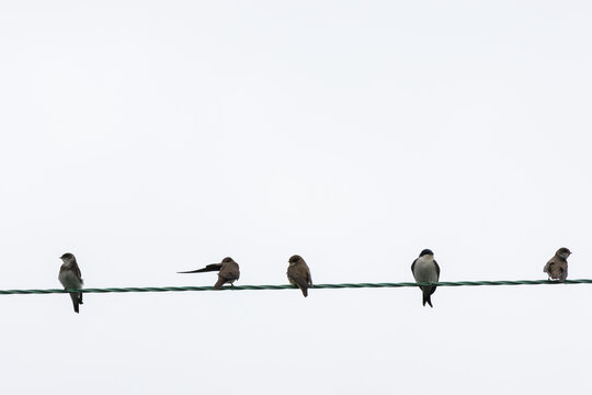 Five Sand Martins perched on a overhead cable.