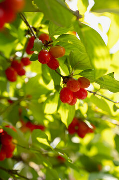 Cornelian cherries (Cornus mas) growing in spring